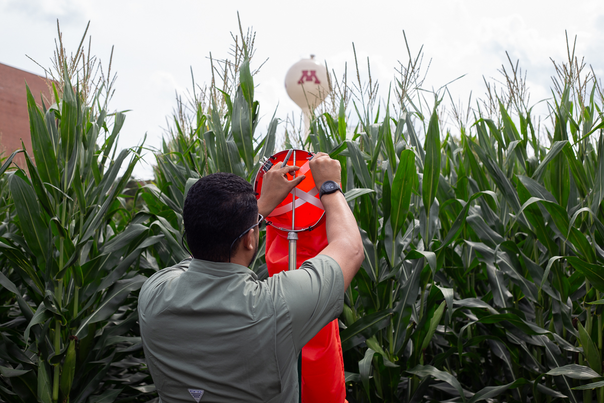 photograph of scientist working on a spore trap in a corn field