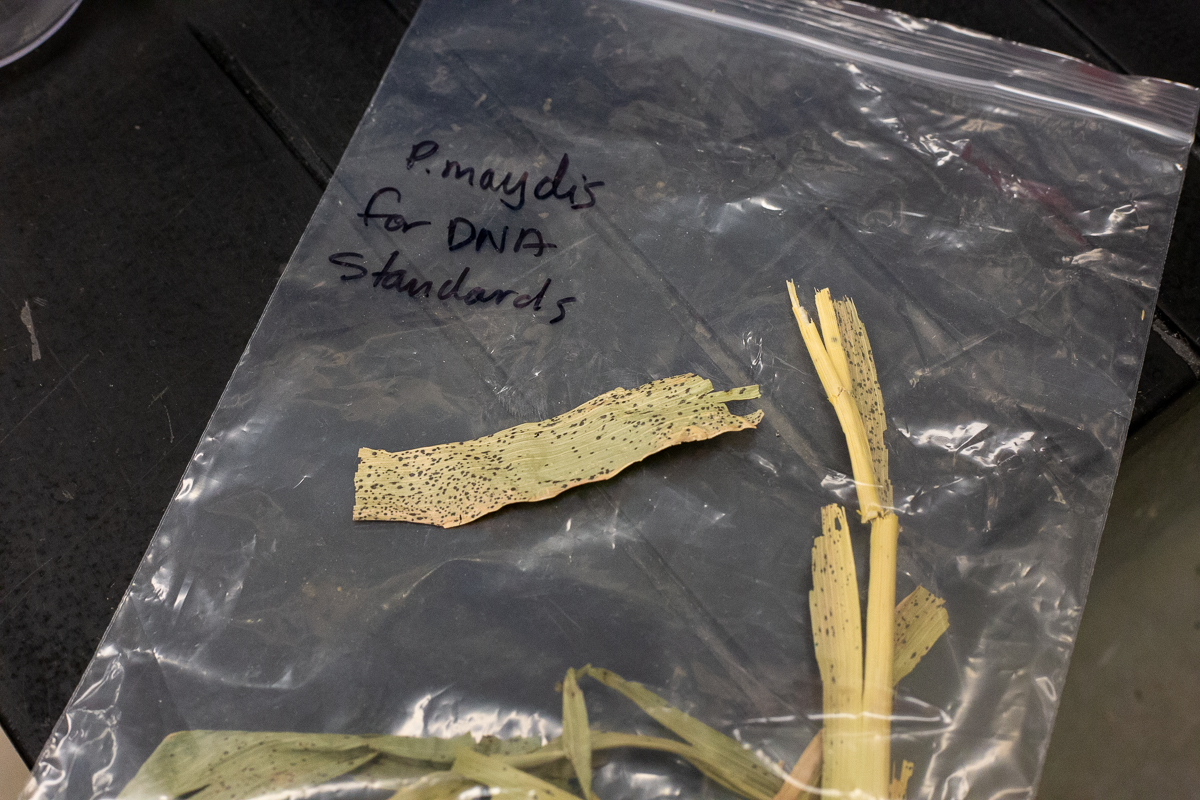 photograph of infected corn leaf sample in a clear baggie