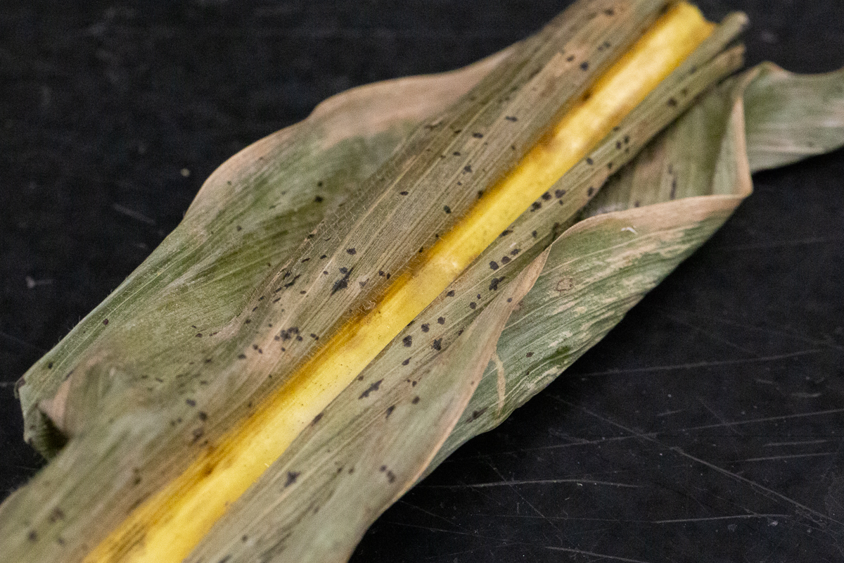 photo of a dried corn leaf infected with corn tar spot