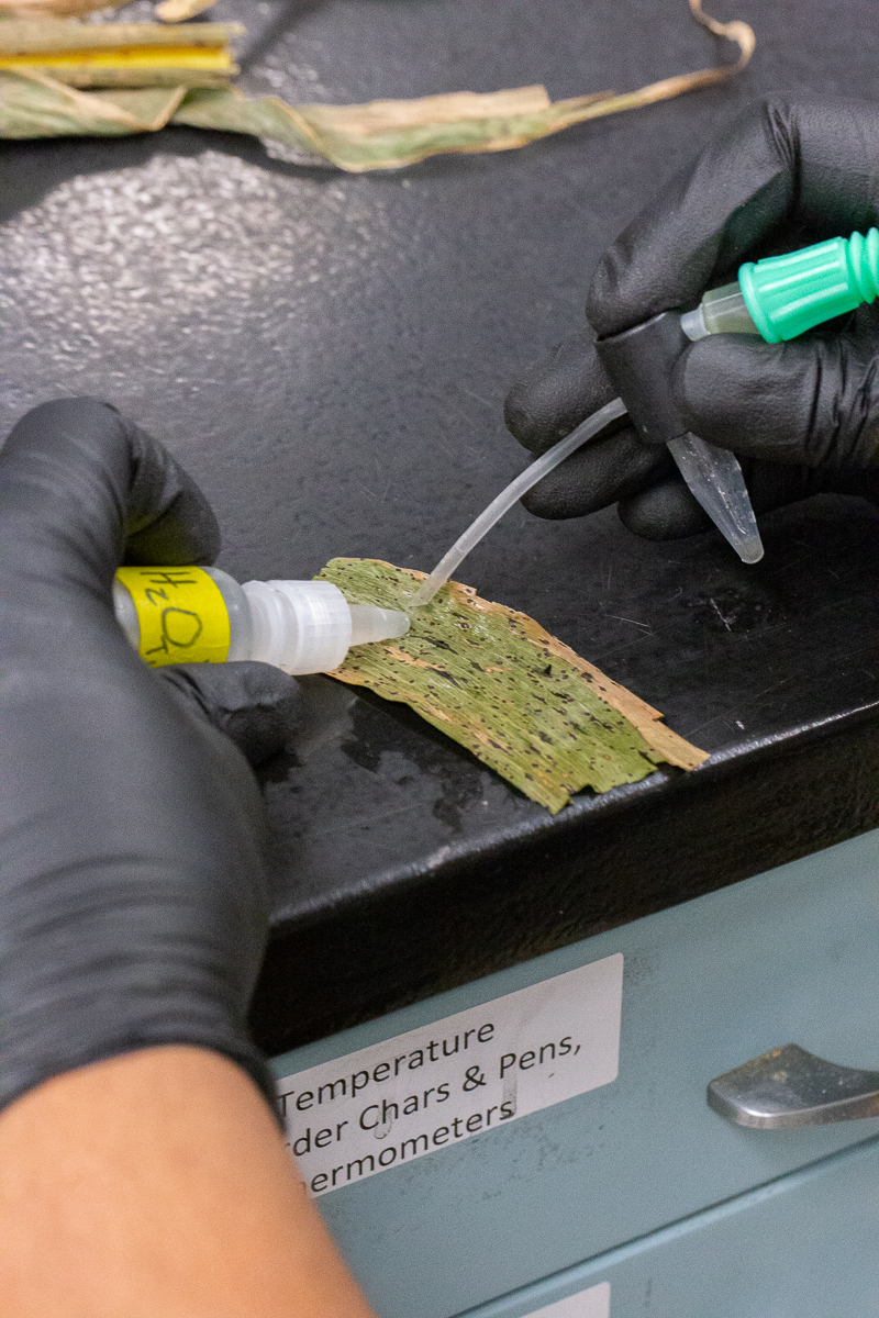 photograph of scientist using a suction tool on a corn leaf to extract spores