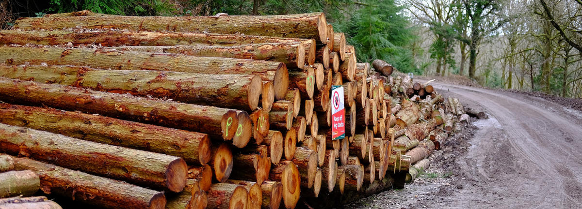 photograph of a stack of cut logs in the forest
