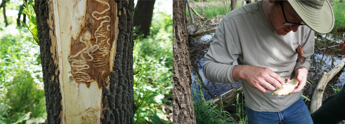 photograph collage; left is inner bark damage from emerald ash borer; right is a scientist inspecting fungi in the forest