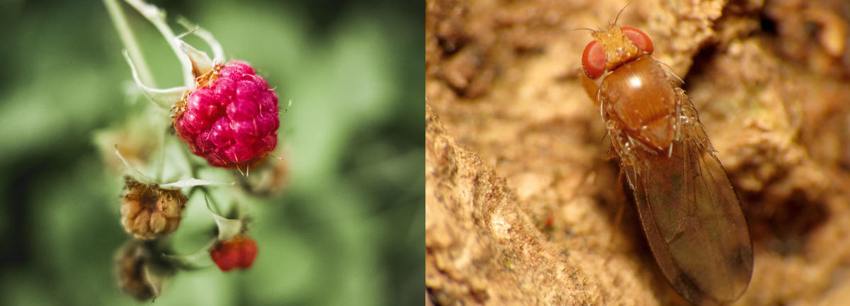 two photographs side by side; left is a damaged raspberry; right is a close up of spotted wing drosophila