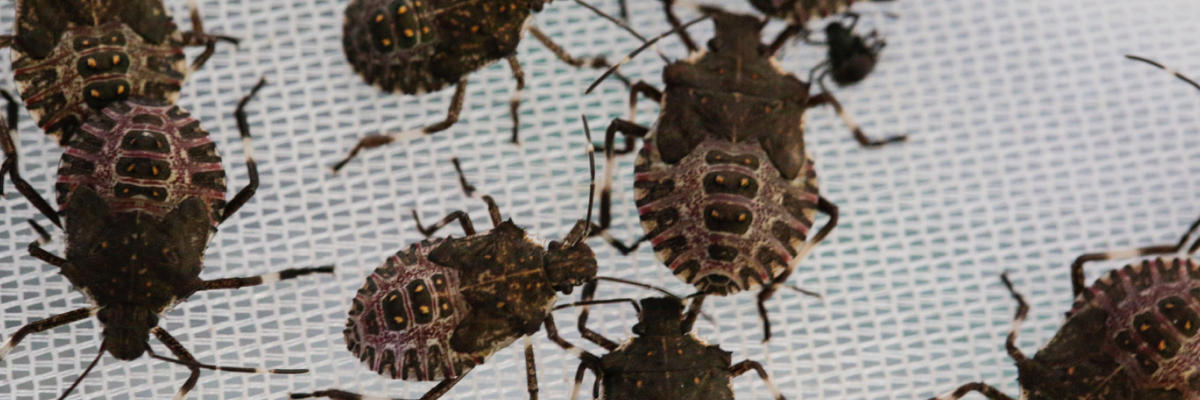 photograph of brown marmorated stink bugs up close