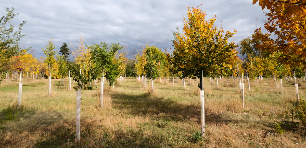 photograph of rows of young elm trees in the fall