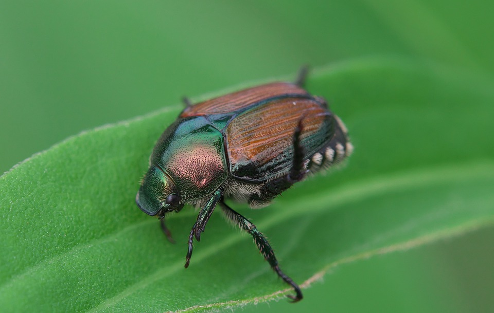 japanese-beetle-4360260_960_720