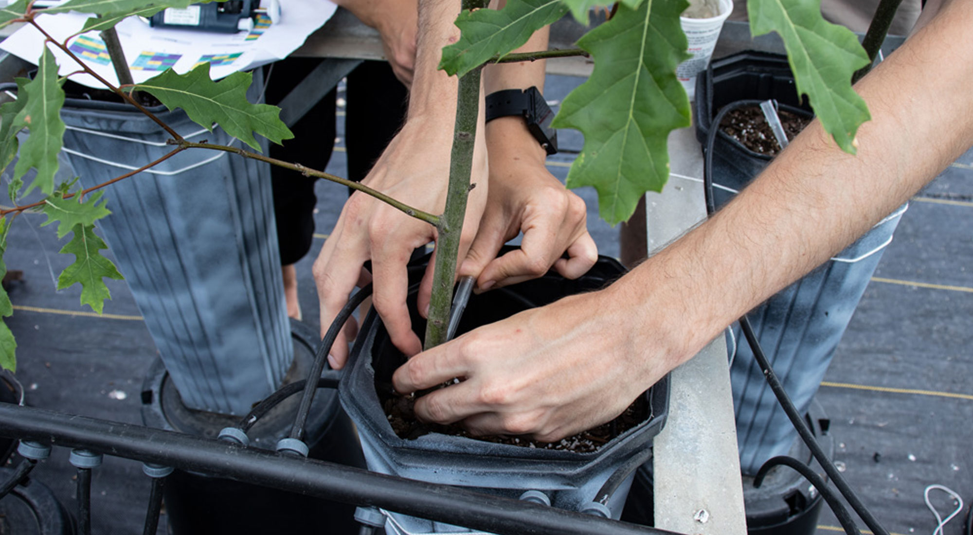 photograph of someone adjusting an oak tree sapling in a pot