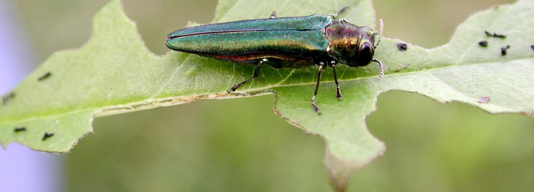 photograph of one emerald ash borer insect on a leaf