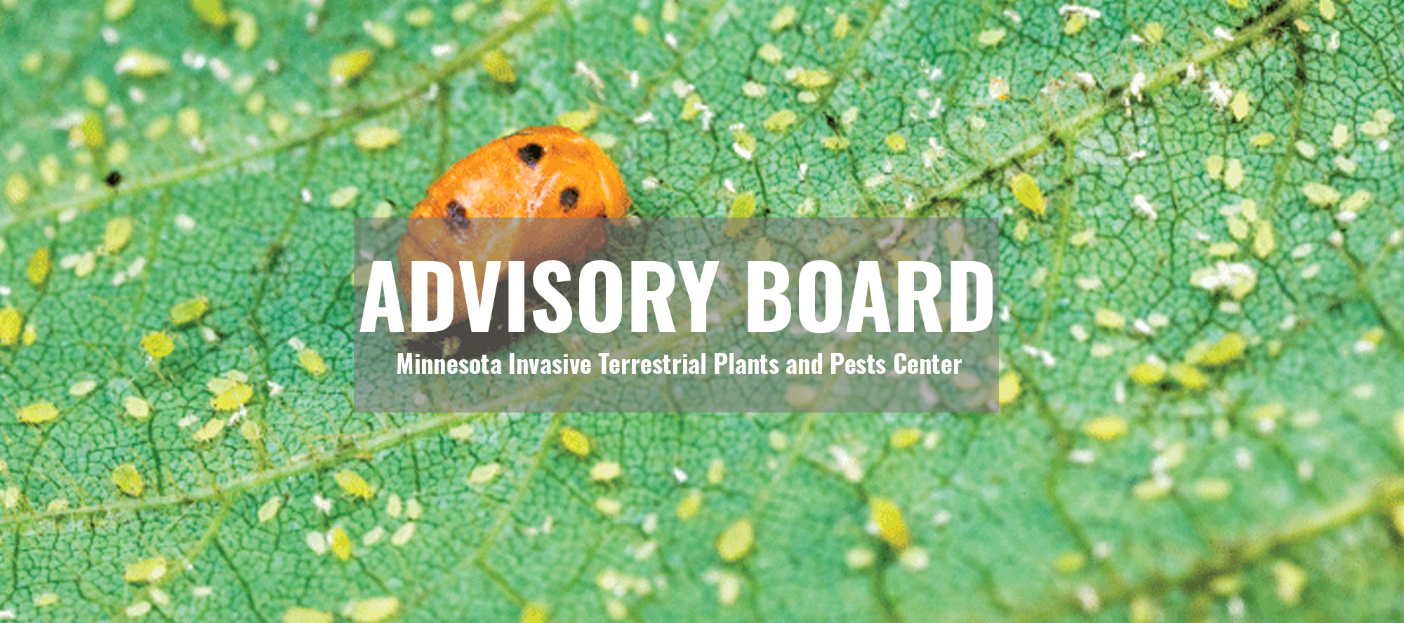 advisory-board-banner