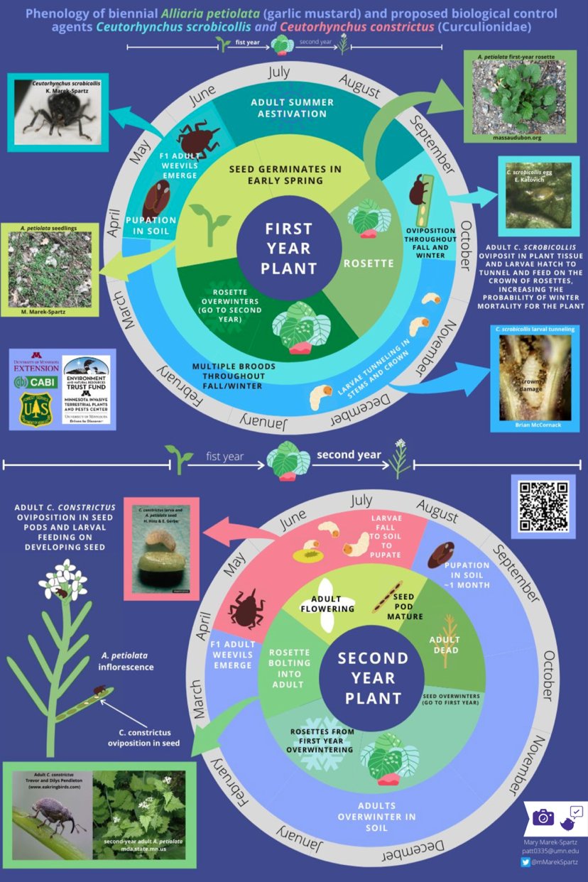 Infographic: Phenology of garlic mustard and its biocontrol options