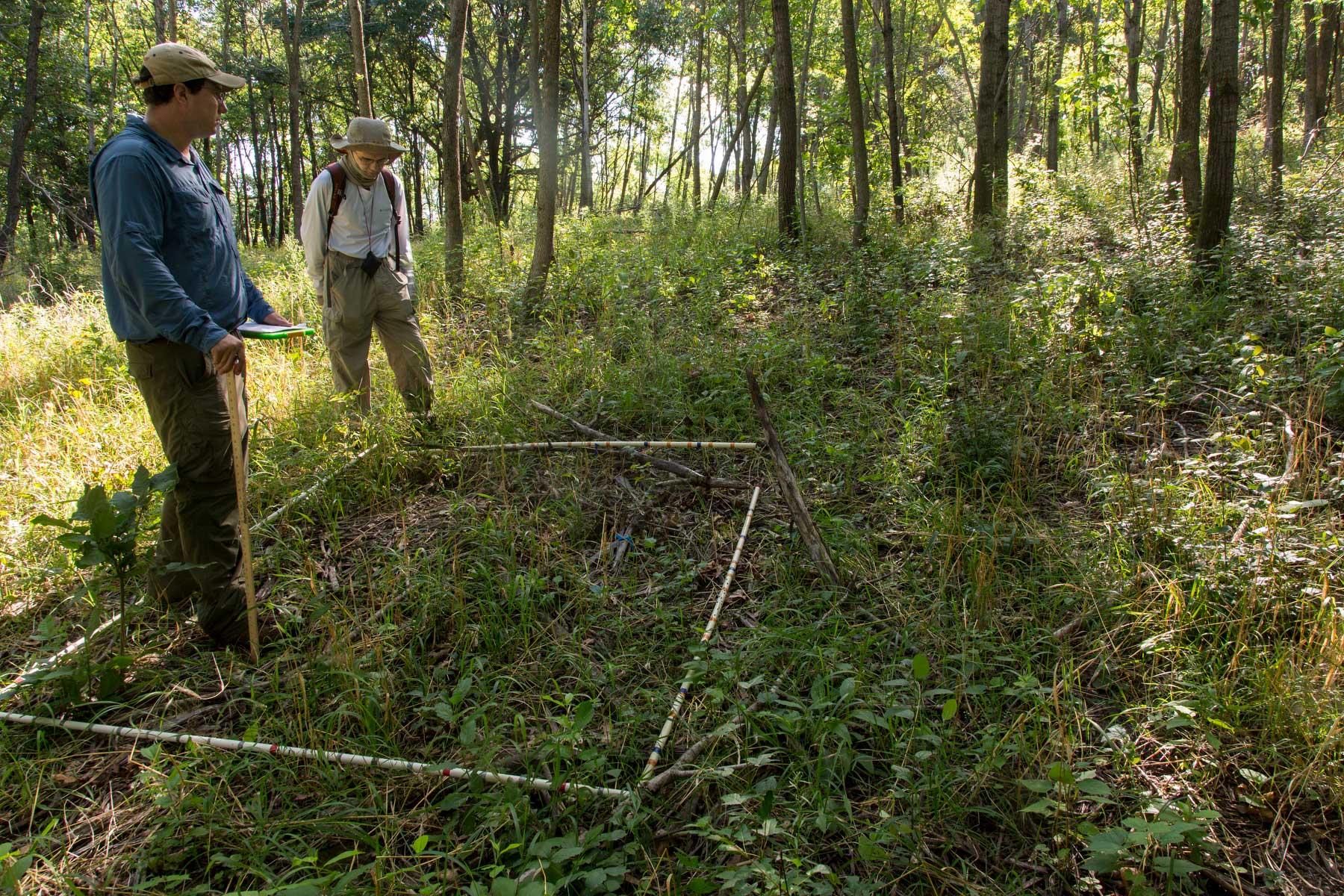MITPPC researchers examine a buckthorn plot in the field