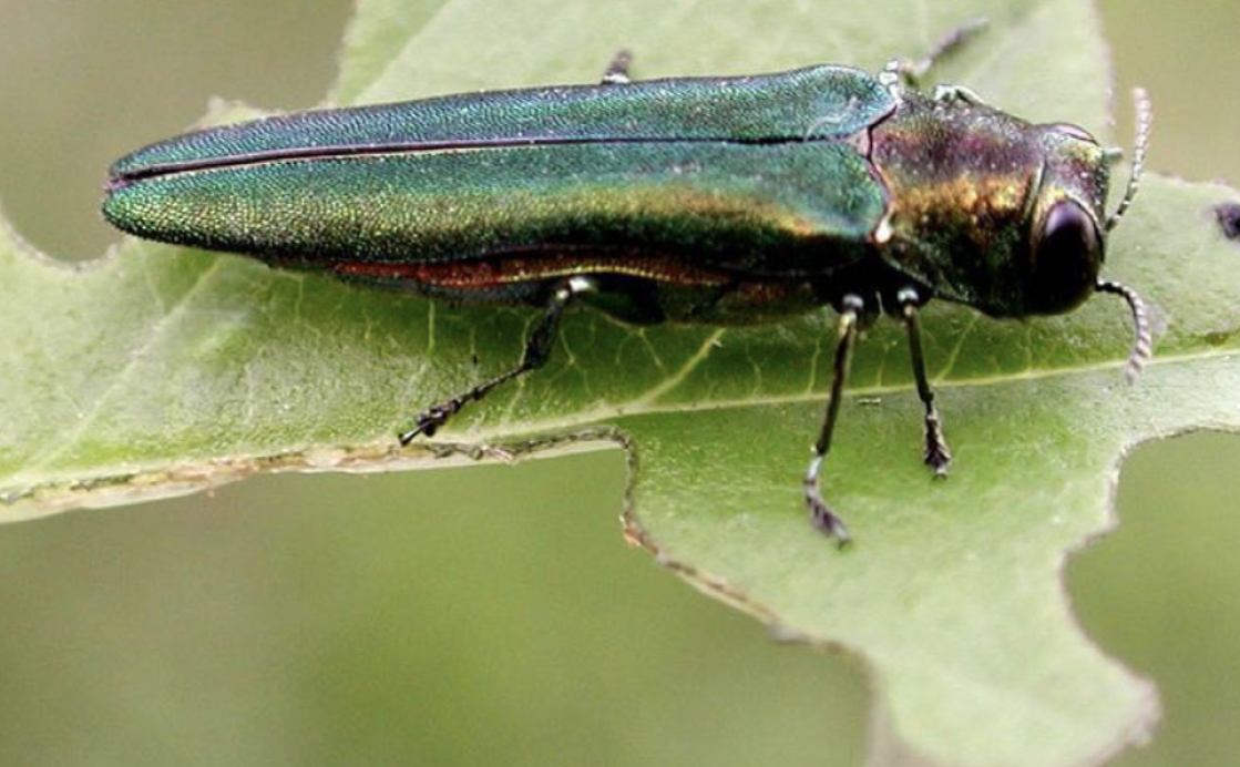 close up of emerald ash borer beetle