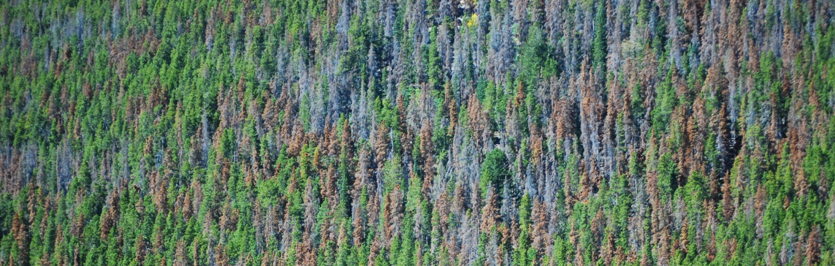 aerial view of a pine forest with sporadic dead trees from mountain pine beetle