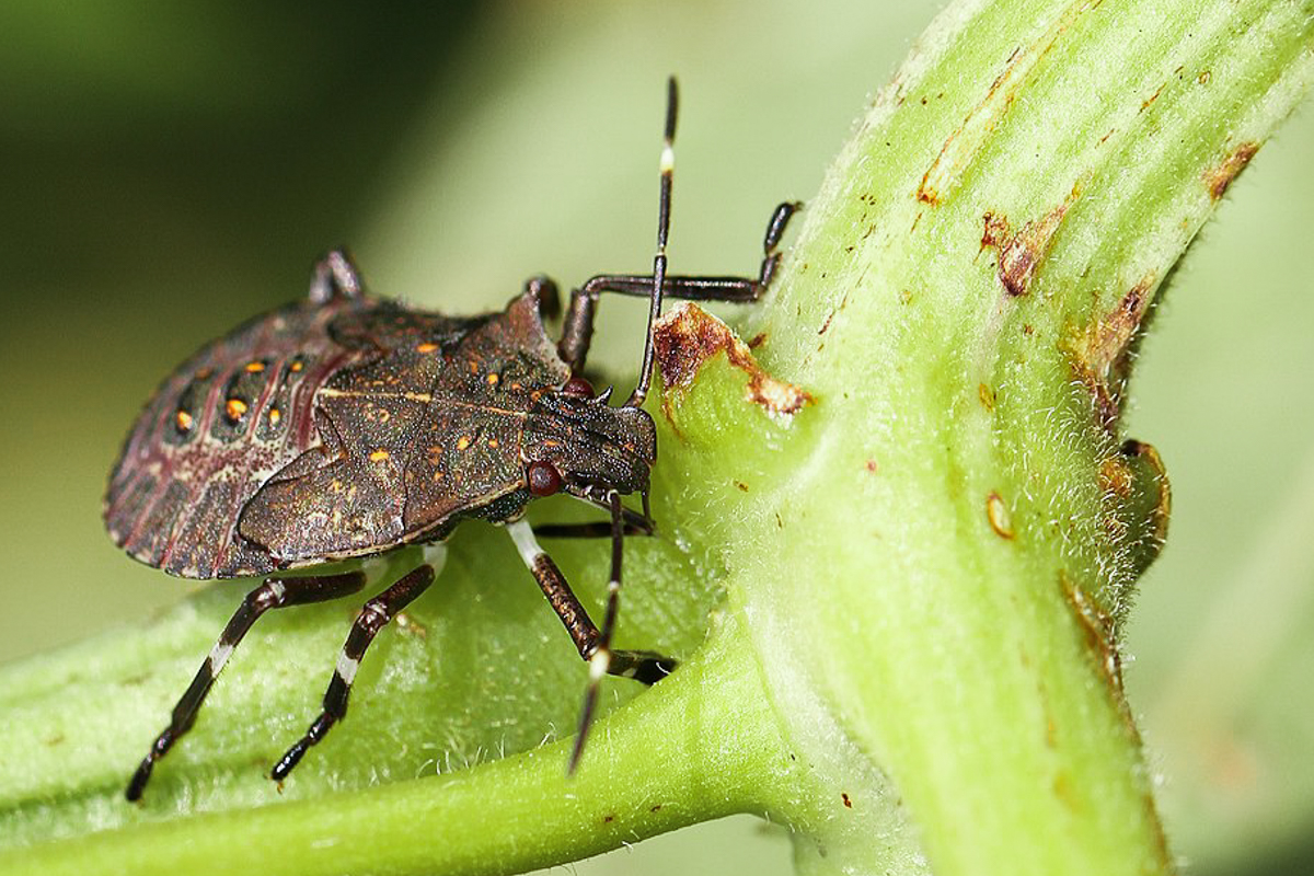 up close photograph of a brown marmorated stink bug on a plant stem