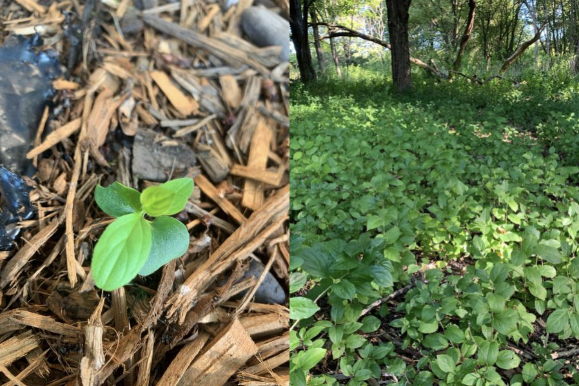 two photographs: left is a buckthorn seedling; right is forest floor covered in buckthorn seedlings