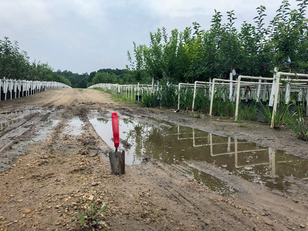photo of a plant nursery with standing water