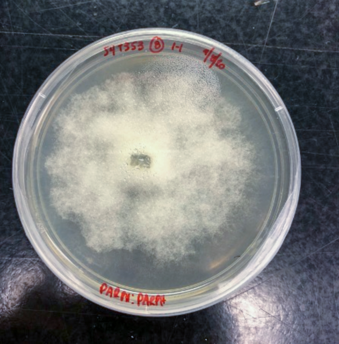 photo of Phytophthora culture in a dish