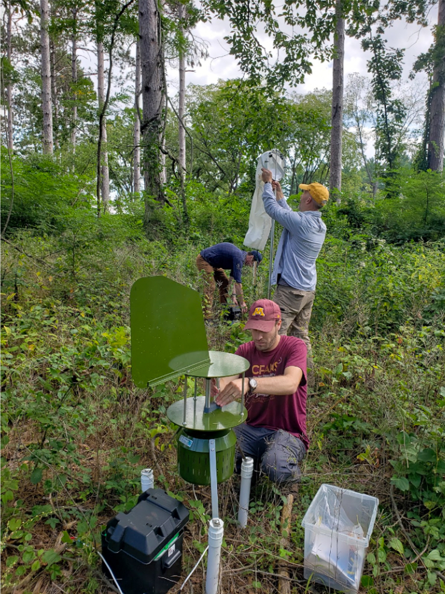 photo of researchers setting spore traps in a forest