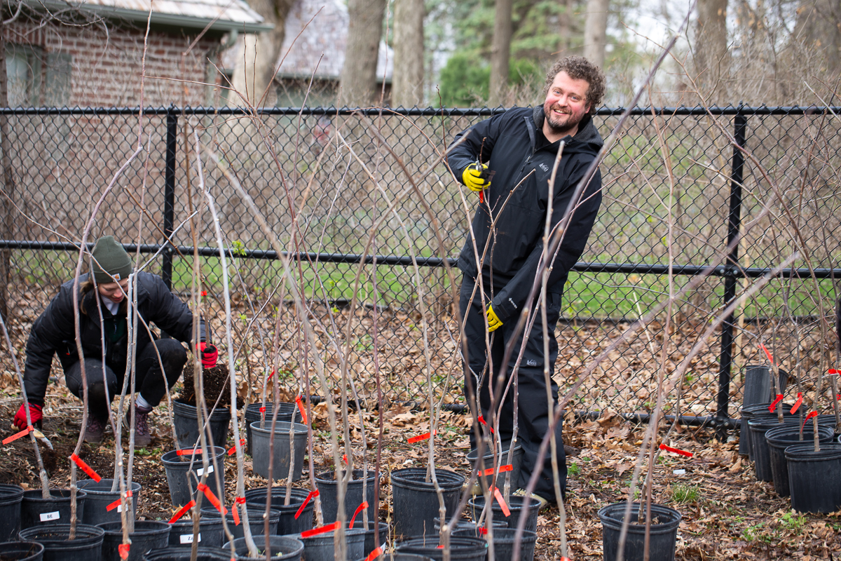 photo of researcher with elm tree saplings in pots