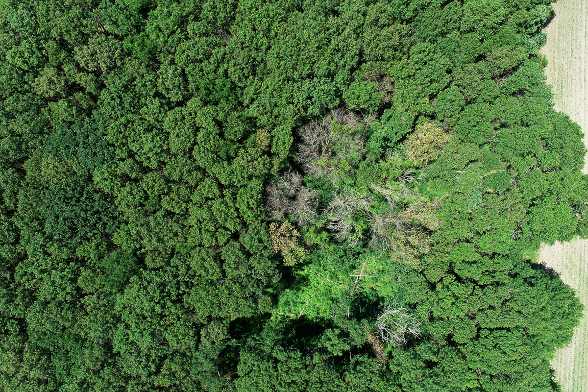 photograph of aerial view of healthy trees surrounding dead and wilting trees impacted by oak wilt