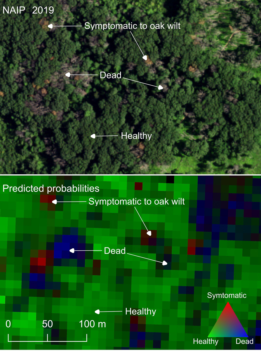 infographic of a satellite photograph compared to a prediction scene of oak wilt infection