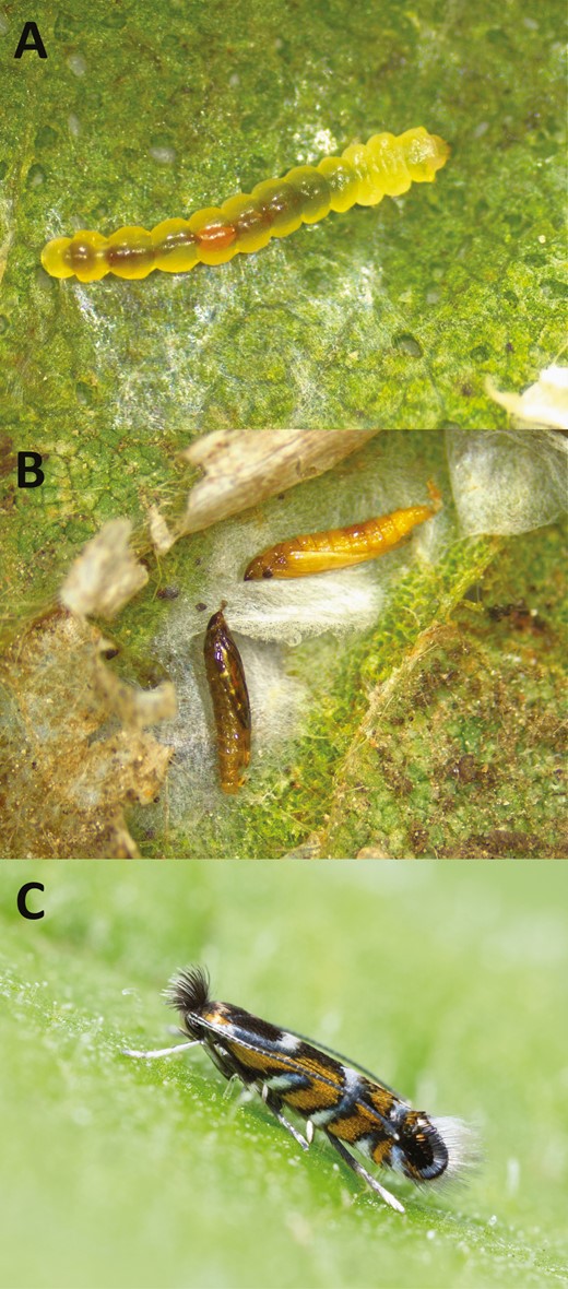 Images of Larva (A), pupae (B), and adult (C) of Macrosaccus morrisella insect
