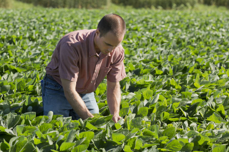 photo of scientist amidst a field of soybean plants