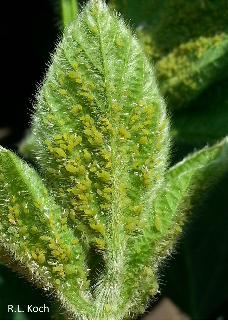 photo of soybean aphid-infested leaf
