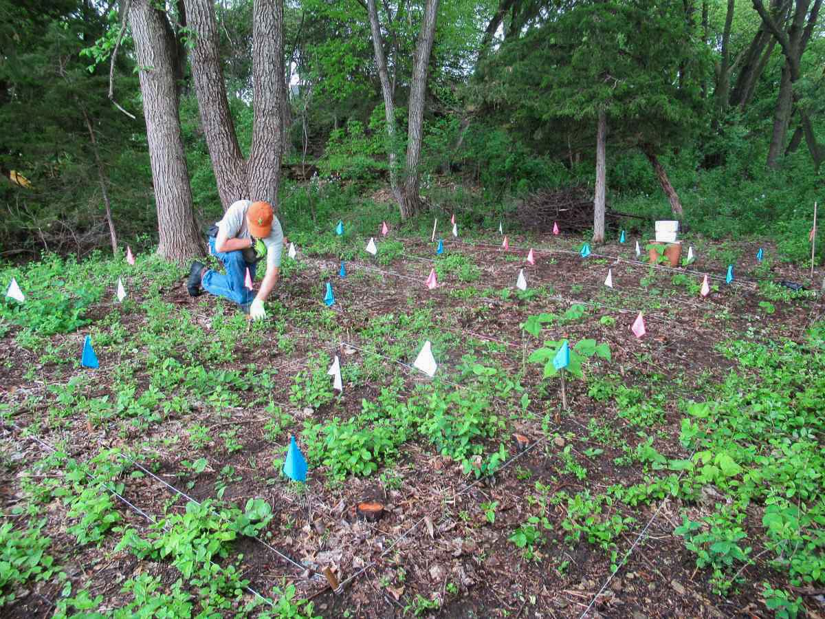 scientist works among small research plots outlined by string and flags in a forest clearing
