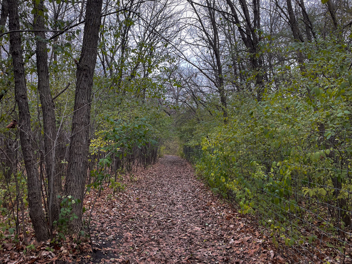 forest path lined with buckthorn in autumn