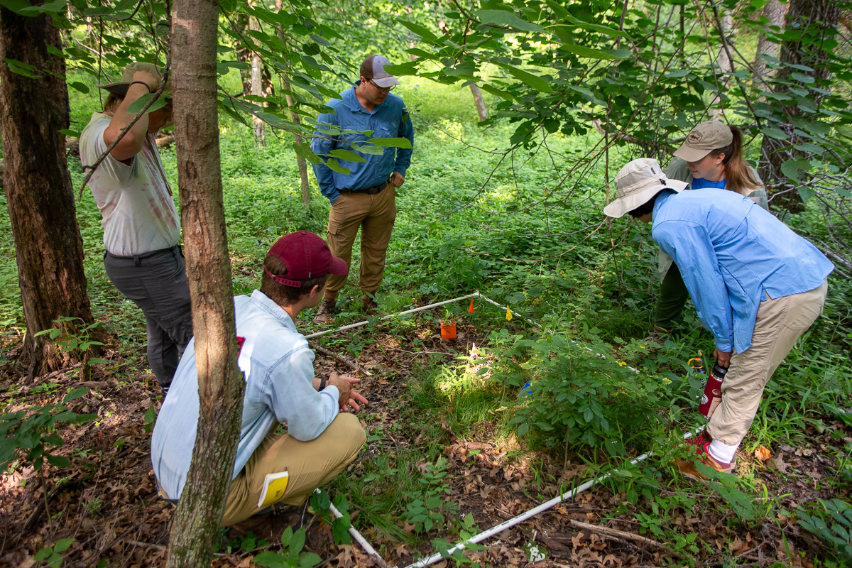 small group of researchers gather around a experimental plot in a forest