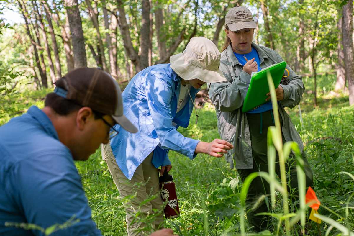 three researchers inspecting plants in a forest
