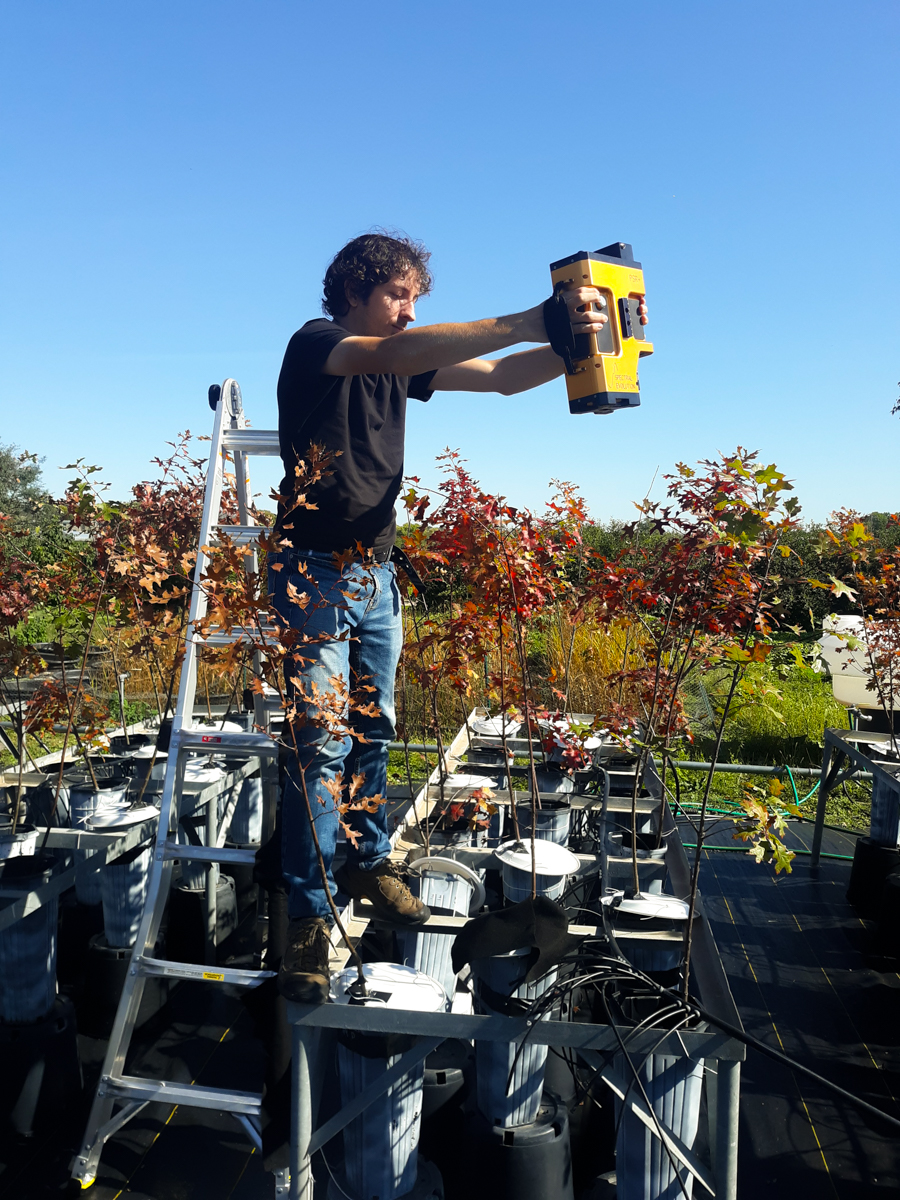 a person on a ladder holds spectroscopy machine above the leaves of oak tree saplings in pots
