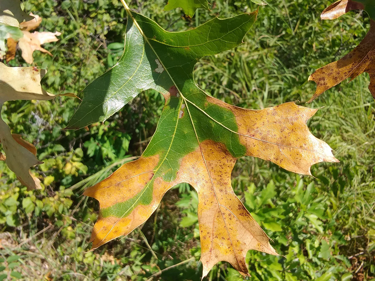 oak leaf infected with oak wilt