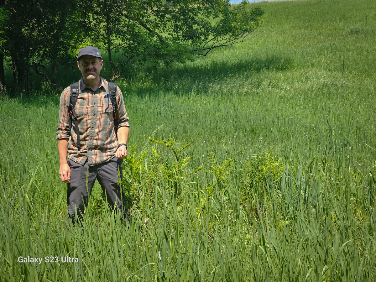 researcher stands next to a hybrid barberry plant in a grassy field