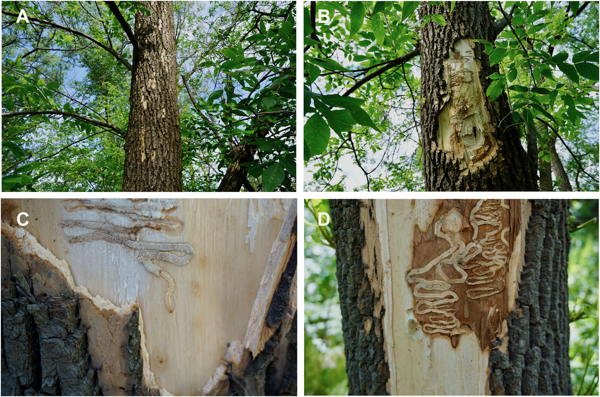 four images showing emerald ash borer gallery on a tree