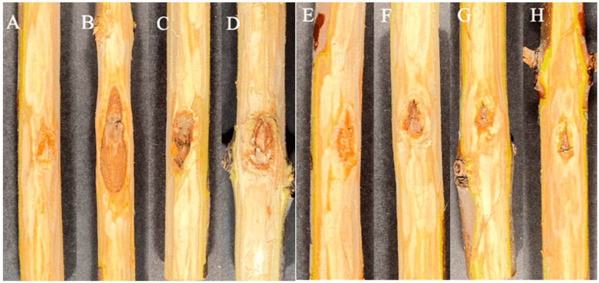8 images of cankers on inner bark of ash trees