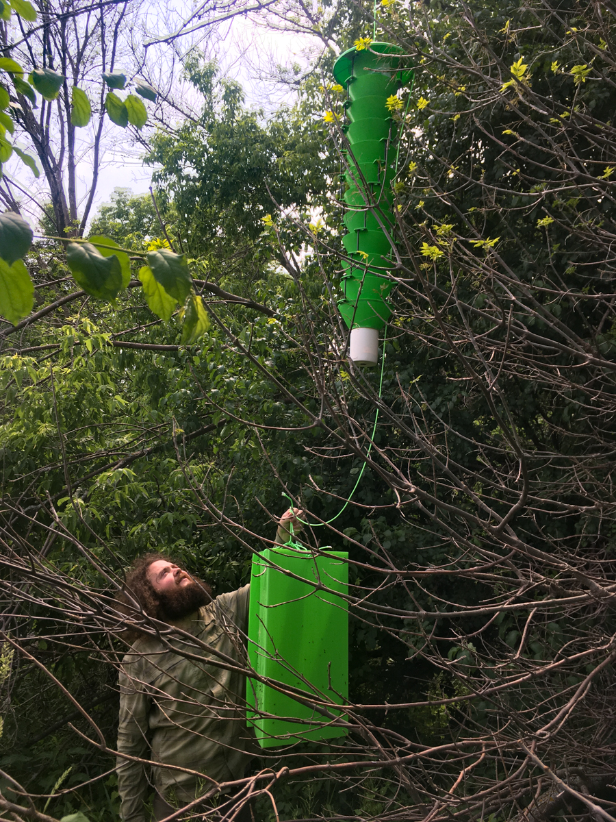 forest scientist deploys an autodissemination device in a tree