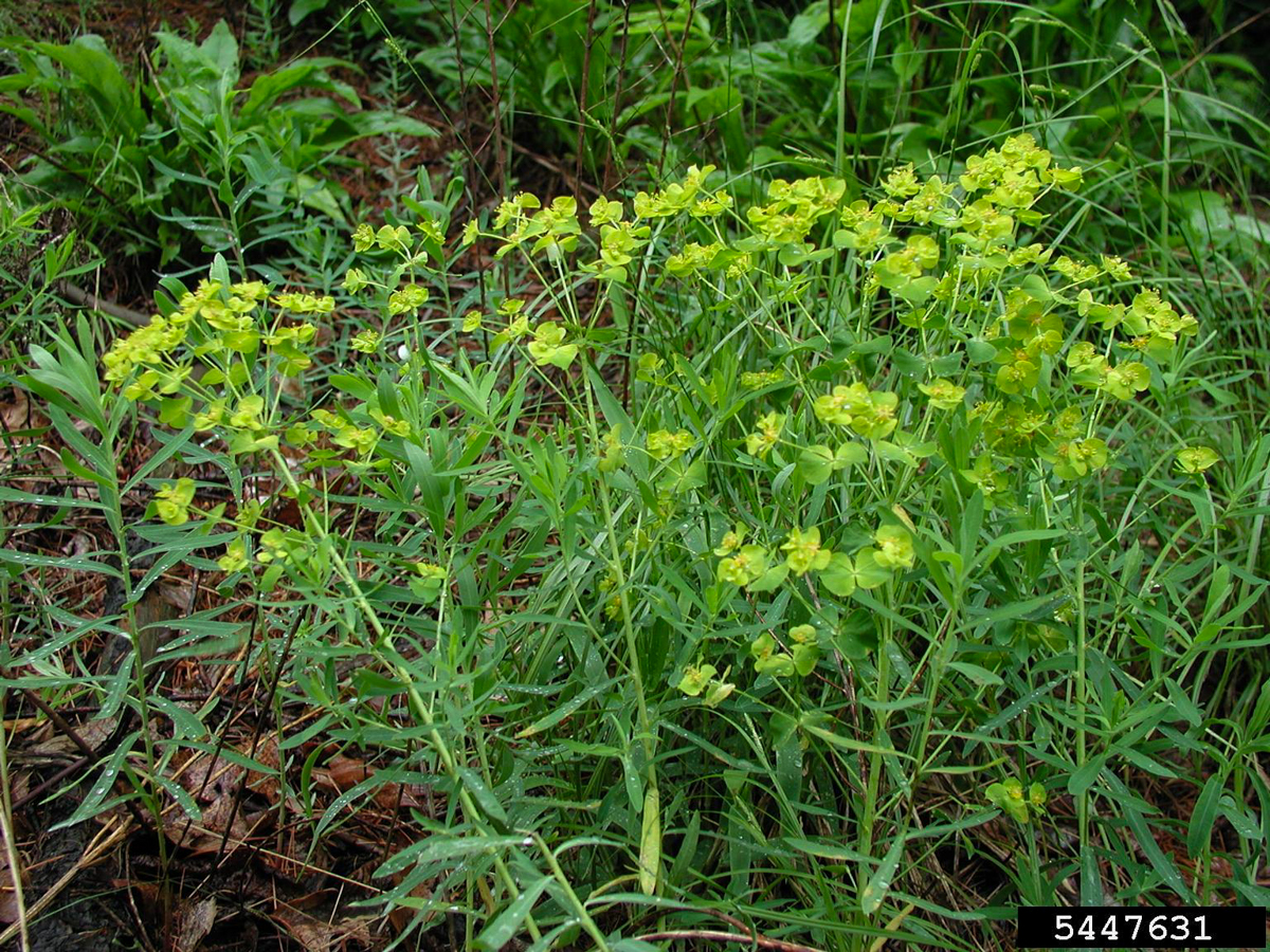 leafy spurge plant in bloom