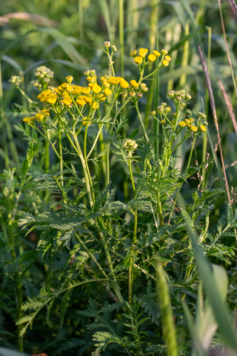 common tansy in bloom