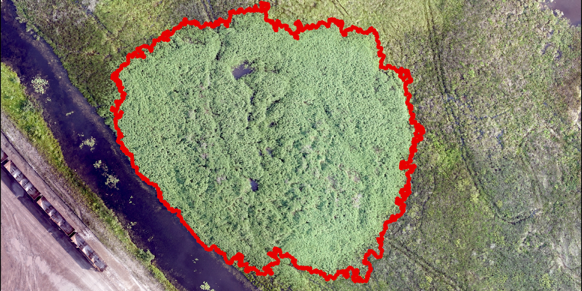 aerial image of a phragmites patch