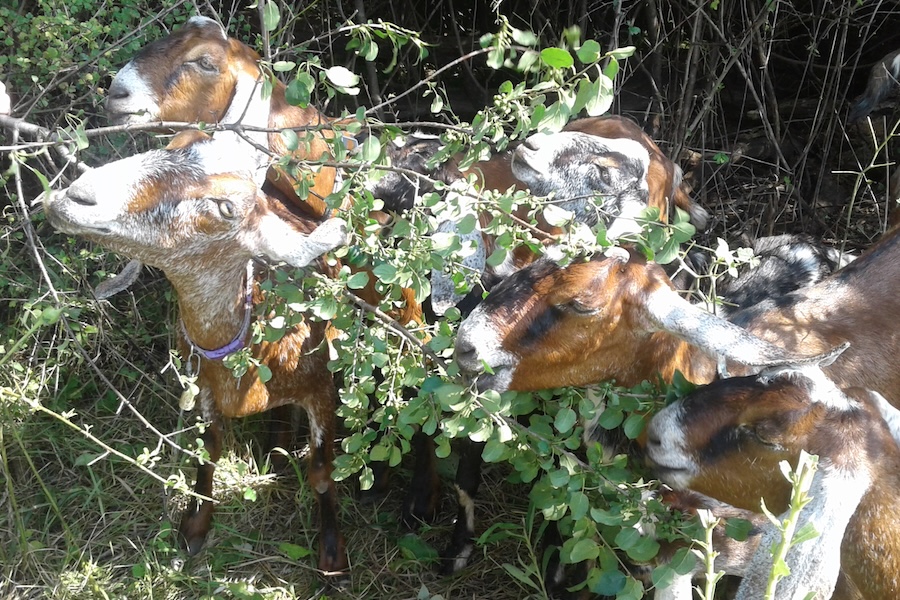 Goats eating buckthorn leaves and twigs during an experimental prescribed browsing session