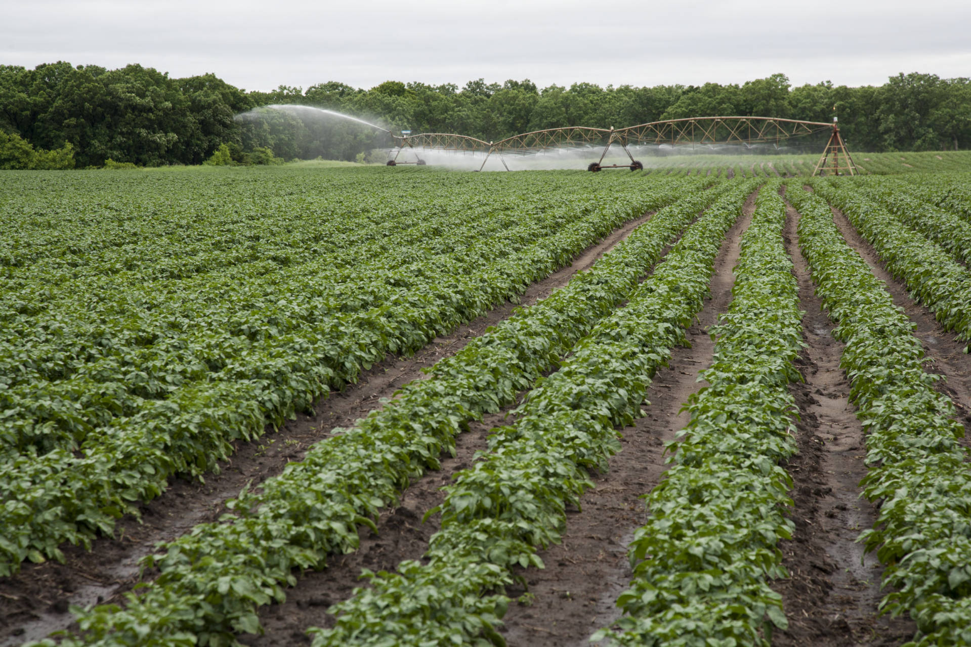 Center-pivot irrigation system spraying water over long rows of green potato plants growing in sandy soil on a large farm field.