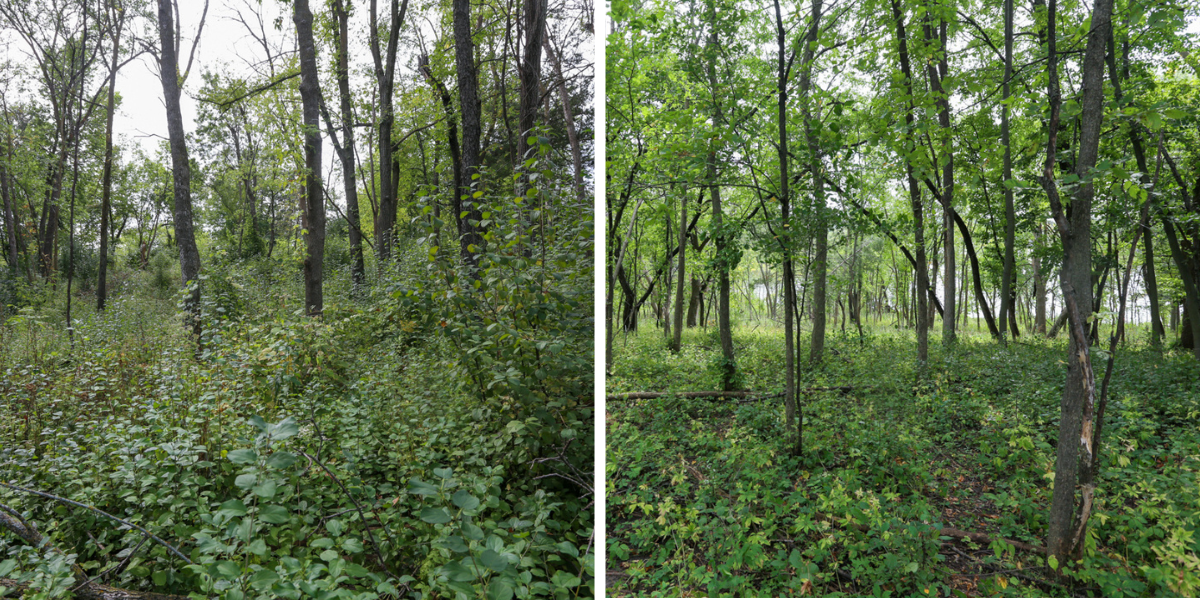 two images comparing buckthorn overgrowth (left) and native ground cover (right)