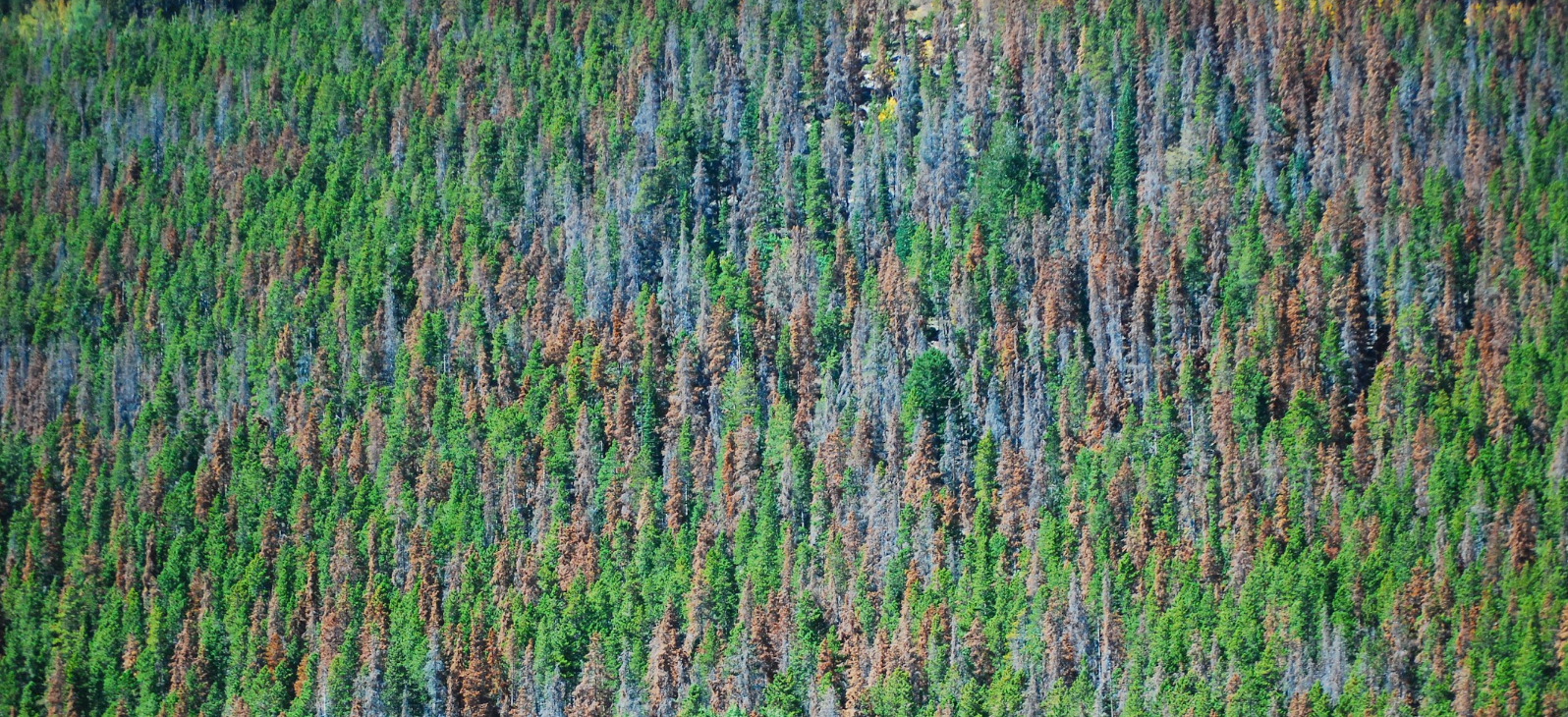 Damage from the mountain pine beetle on a forest stand. Many trees are dead and brown, others are green and still alive. 