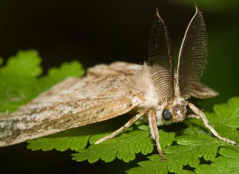 Gypsy moth on a leaf