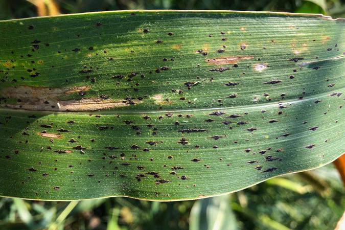 photograph of the corn tar spot pathogen on a corn leaf