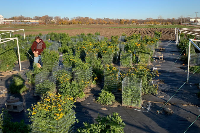 photograph of an outdoor experimental plot on St. Paul campus of common tansy rows in bloom