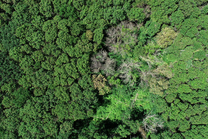 aerial photograph of a forest showing oak wilt damage
