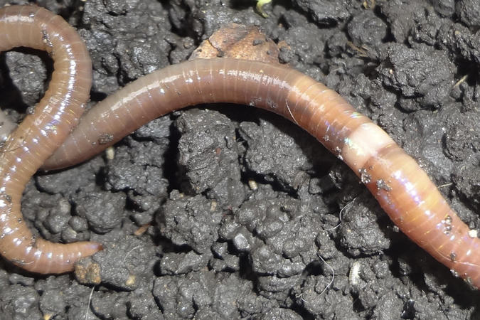 worm above the soil